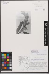 Foto von Salix xanthicola K. I. Chr.